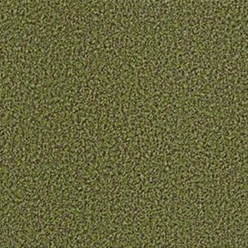 Mossy Bark