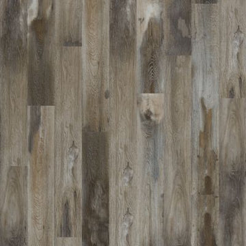 Raccoon
