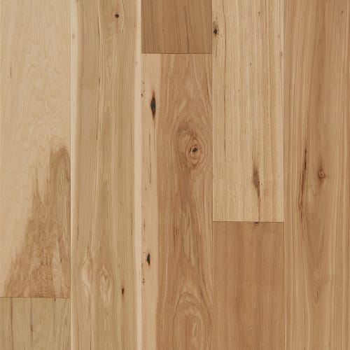 Latitude Collection - Forest Park