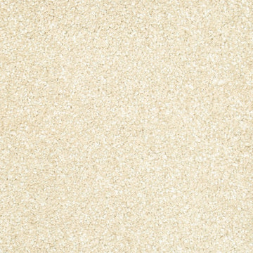 Sand Dollar