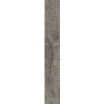 Galveston Oak