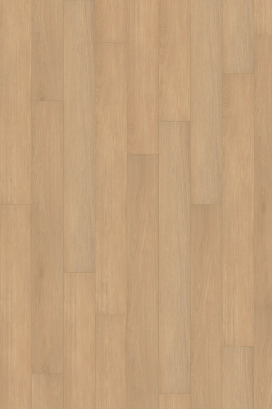 Ivory Oak
