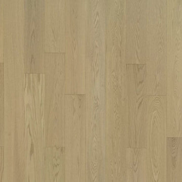 Aglow Oak