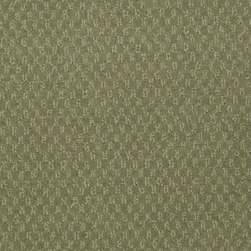 Desert Cactus