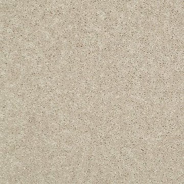 Sand Dollar