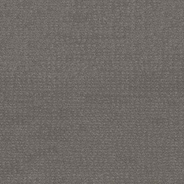 Grey Fox