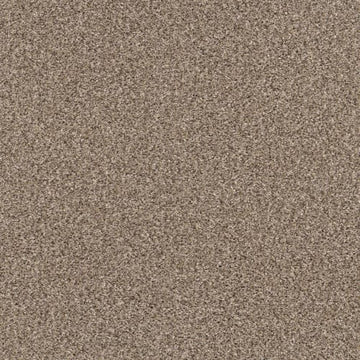 Sea Shell