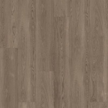 Harbor Seal Oak