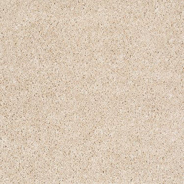 Sand Dollar