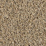 Exhilarating in Boulder Beige Carpet