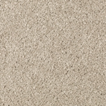 Sand Dollar