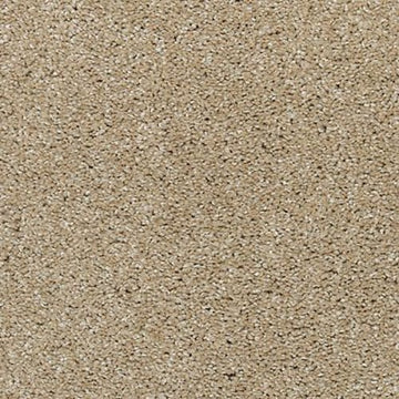 Sand Dollar