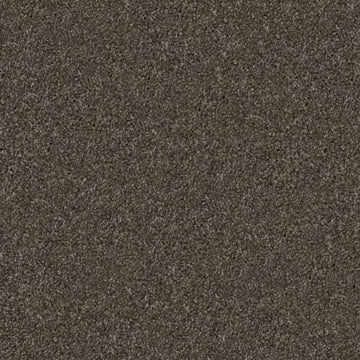 Schnauzer