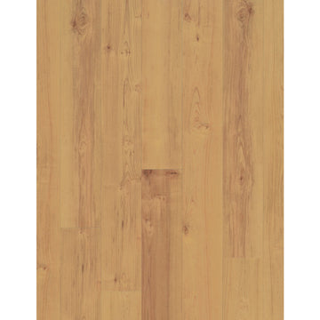 Norwegian Maple