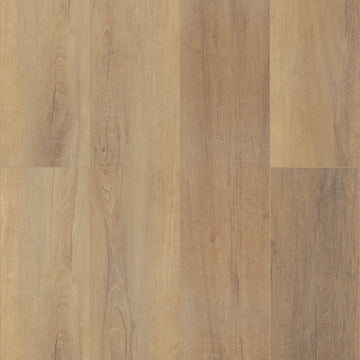 Canterbury Elm