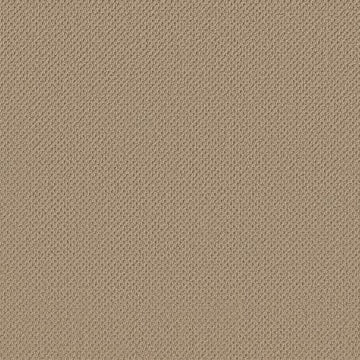 Safari