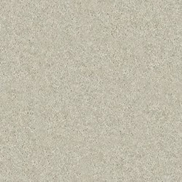 Sand Dollar
